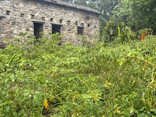 WhatsApp Image 2025-10-08 at 13.09.38_48ca70cc